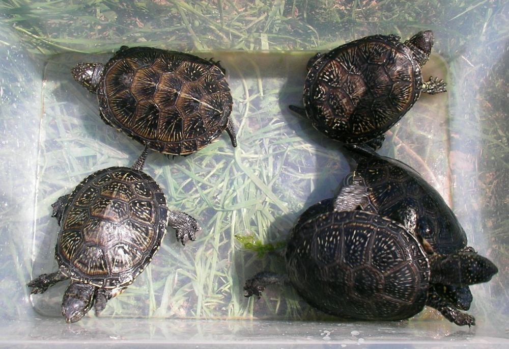 Teu M S Webseite Unsere Webseite Sulcata Wachstum Sulcata Verbr Klima Sulcata Haltung Sulcata Allgemein Schildkroetenzone Freilandhegege Links Verkauf Kontakt Igelsaulenkakteen Pflanzengalerie Schildkroetenfutter Beleuchtung Wetter